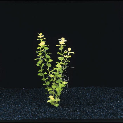 AnimalstoreXL Lysimachia Nummularia Aurea