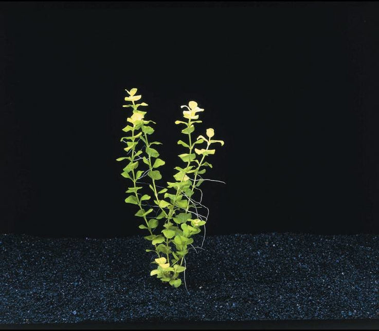 AnimalstoreXL Lysimachia Nummularia Aurea