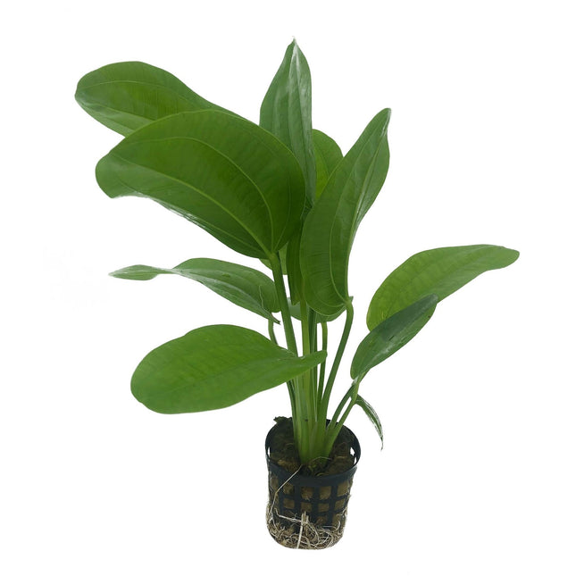 AnimalstoreXL Plantenpakket Garnalen 2