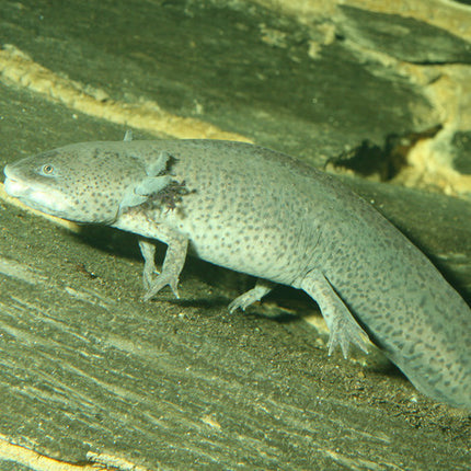 AnimalstoreXL Pronovo Lotl Grano XL 250ml