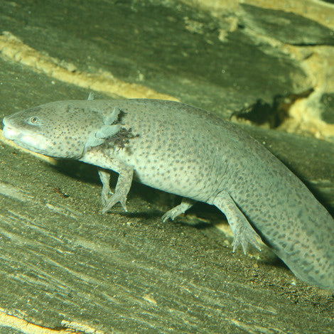 AnimalstoreXL Pronovo Lotl Grano XL 250ml