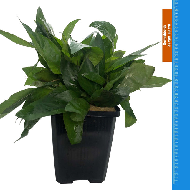 AnimalstoreXL Nomaphila Siamensis - Extra Groot