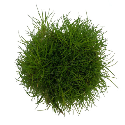 AnimalstoreXL Eleocharis parvula in-vitro