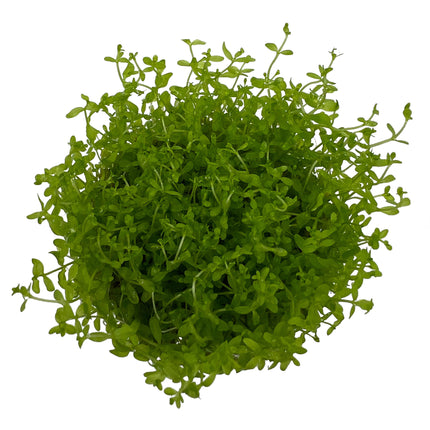 AnimalstoreXL Micranthemum glomeratum in-vitro