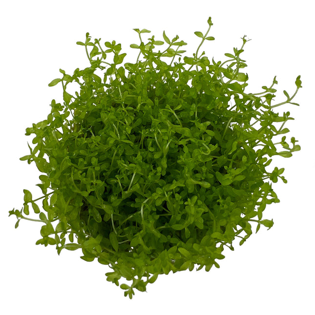 AnimalstoreXL Micranthemum glomeratum in-vitro