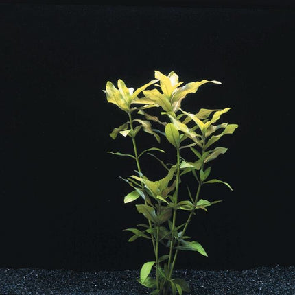 AnimalstoreXL Hygrophila Polysperma