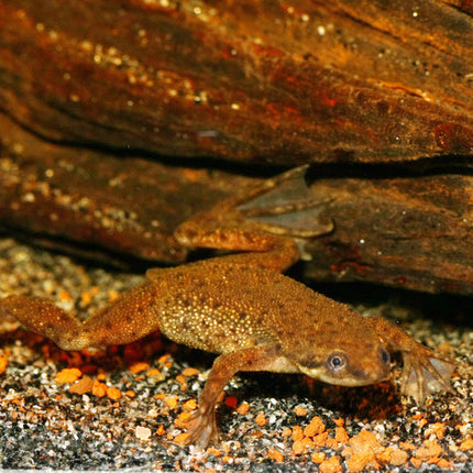 AnimalstoreXL Pronovo Lotl Grano S 100ml Click