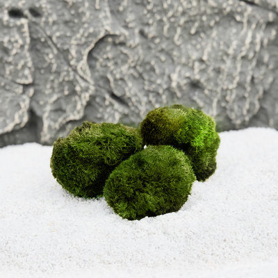 AnimalstoreXL Doe-het-zelf Decoratie set Hout