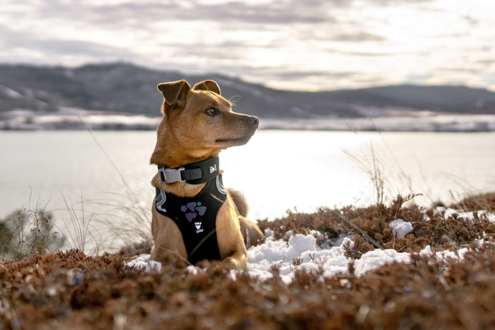 AnimalstoreXL Hurtta - Harness Weekend Warrior Zwart