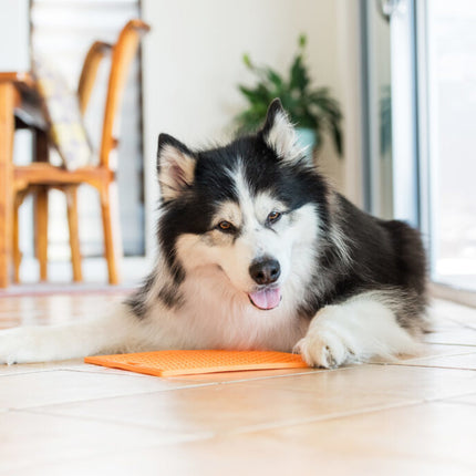 AnimalstoreXL Likmat Buddy Hond Oranje 28cm