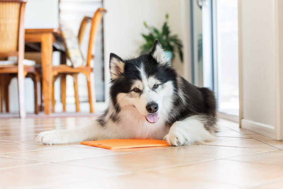 AnimalstoreXL Likmat Buddy Hond Oranje 28cm