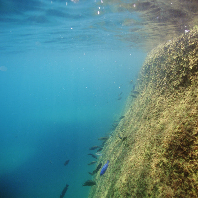 AnimalstoreXL Pronovo Malawi Flakes M 250ml