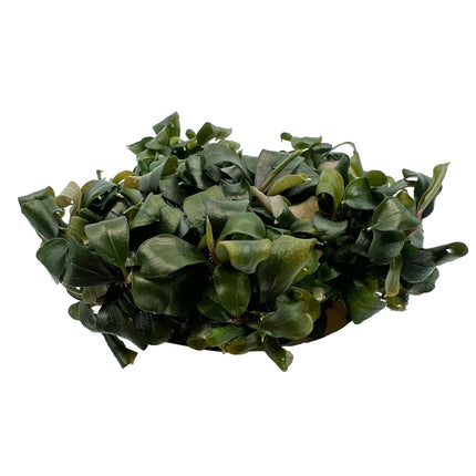 AnimalstoreXL Bucephalandra sp. 'Batang Kawa' in-vitro