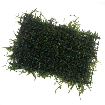 AnimalstoreXL Javamos op matje