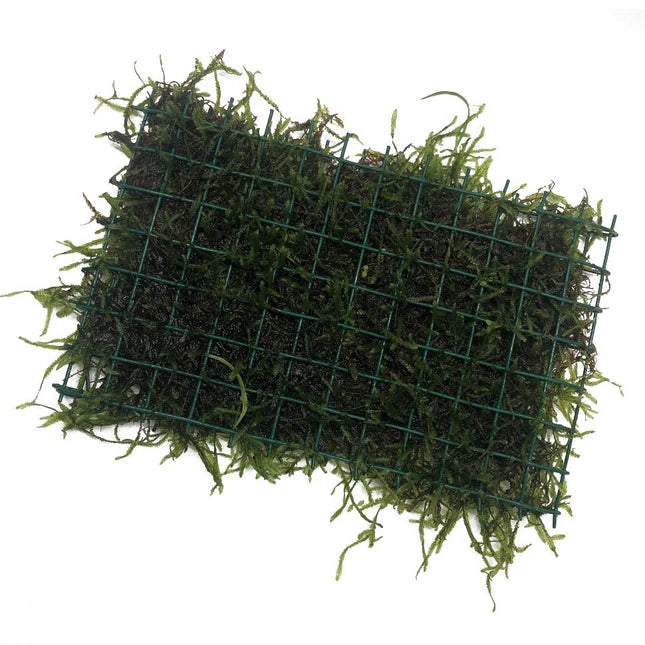 AnimalstoreXL Javamos op matje