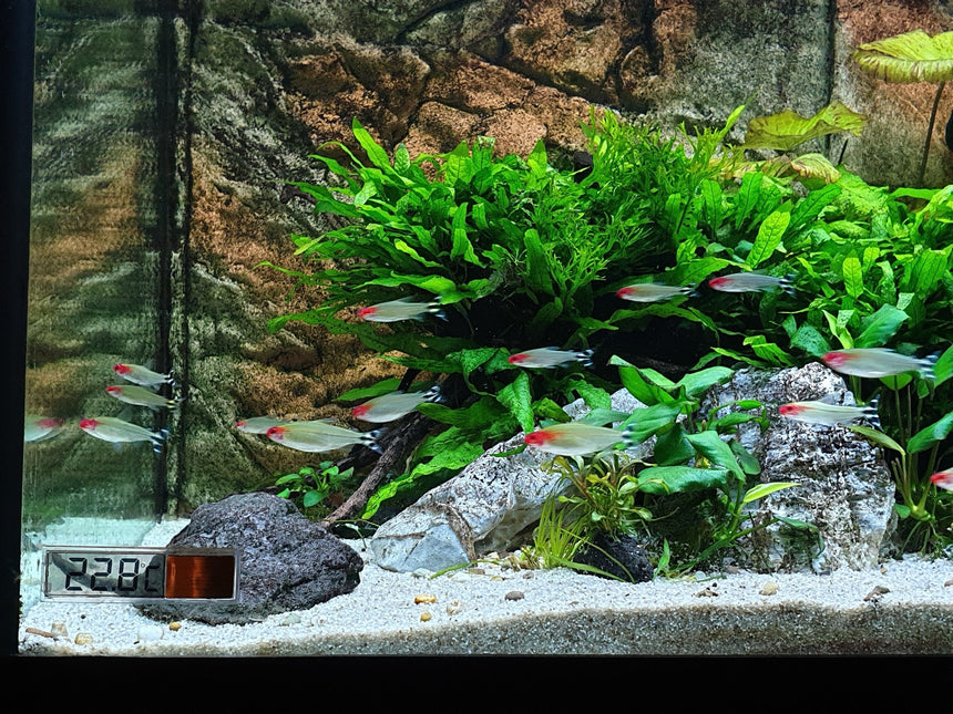 AnimalstoreXL Digitale Plakthermometer Goud