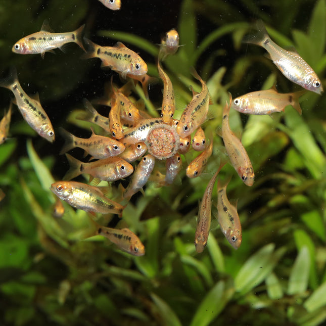 AnimalstoreXL Pronovo Tab M 5,5L