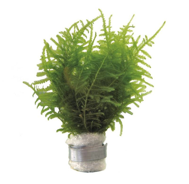 AnimalstoreXL Bos Vesicularia Dubyana