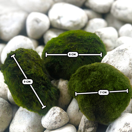 AnimalstoreXL Mosbol Chladoflora XXL 7-9cm 5x