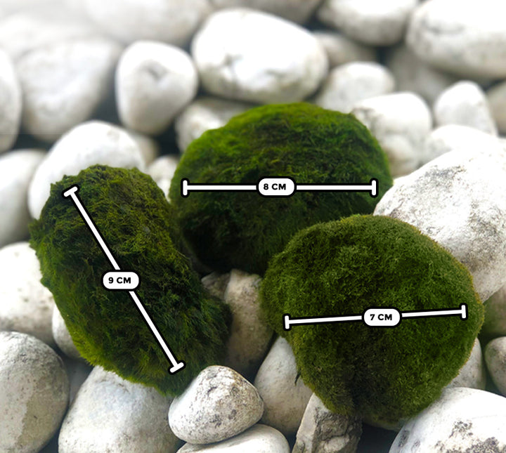 AnimalstoreXL Mosbol Chladoflora XXL 7-9cm 5x