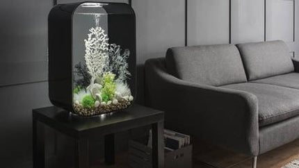 AnimalstoreXL Life 60 MCR Clear