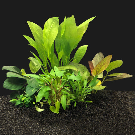 AnimalstoreXL Plantenpakket Easy Large