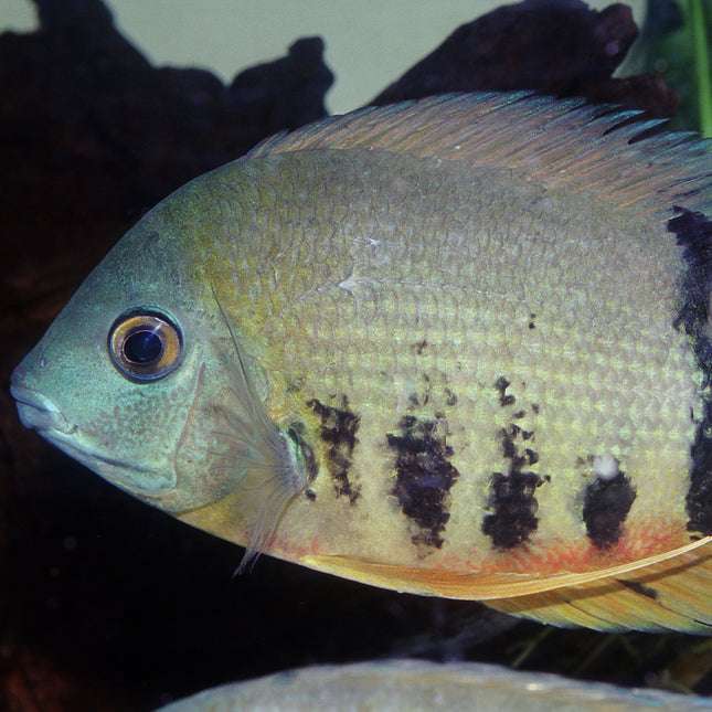 AnimalstoreXL Pronovo Cichlid Grano XL 1000ml