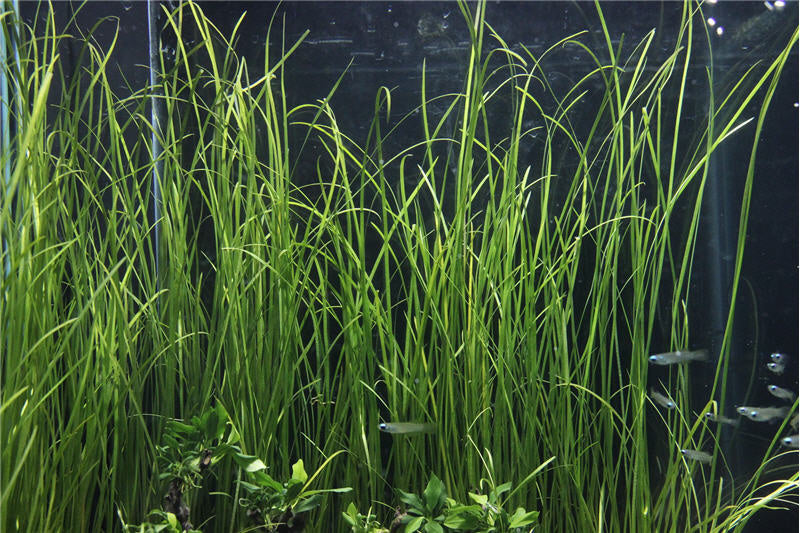 AnimalstoreXL Vallisneria Nana