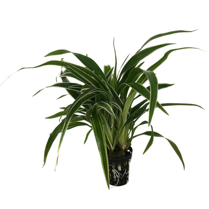 AnimalstoreXL Chlorophytum Bichettii