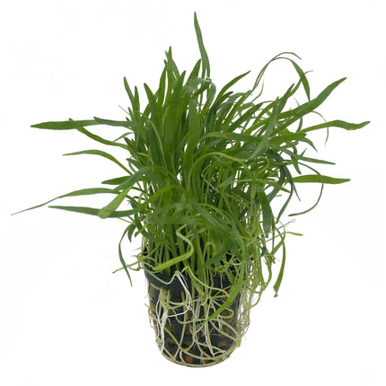 AnimalstoreXL Plantenpakket Garnalen 2