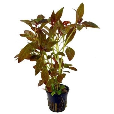 AnimalstoreXL Plantenpakket Rood
