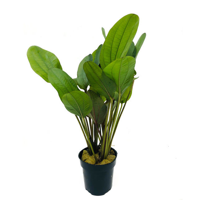 AnimalstoreXL Echinodorus Reni - Extra Groot