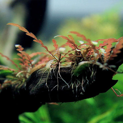 AnimalstoreXL Driftwood S met Hygrophila pinatifida