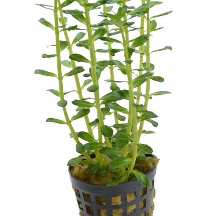 AnimalstoreXL Rotala Indica