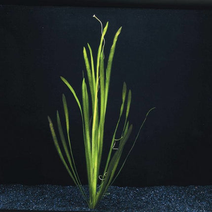 AnimalstoreXL Vallisneria Spiralis bos