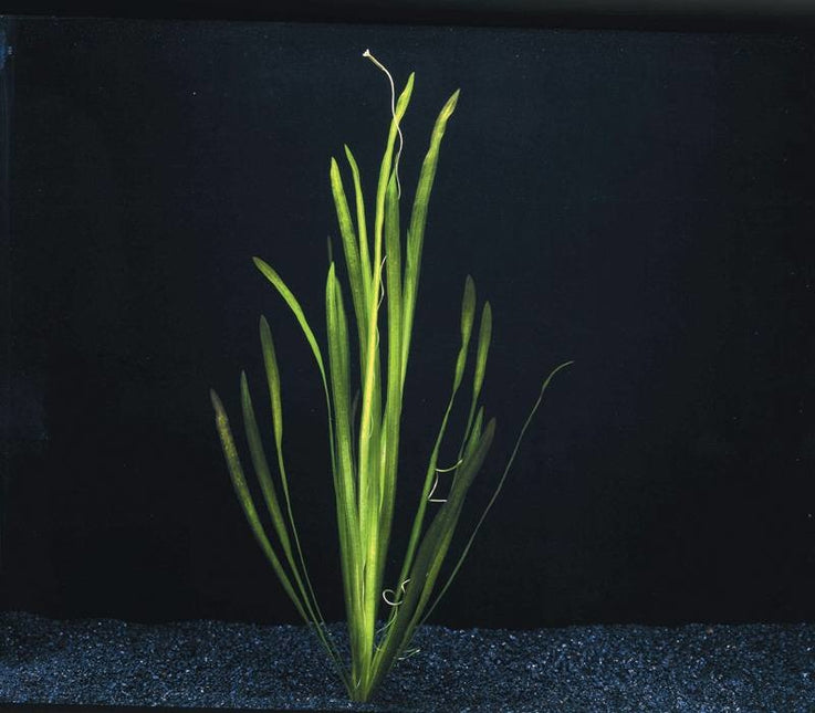 AnimalstoreXL Vallisneria Spiralis bos