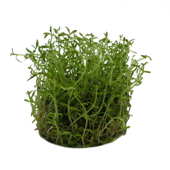 AnimalstoreXL Ludwigia arcuata in-vitro