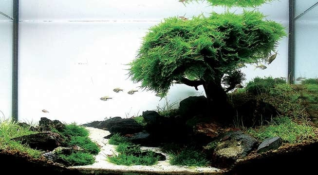 AnimalstoreXL Voordeel Aquarium Bonsai Bundel
