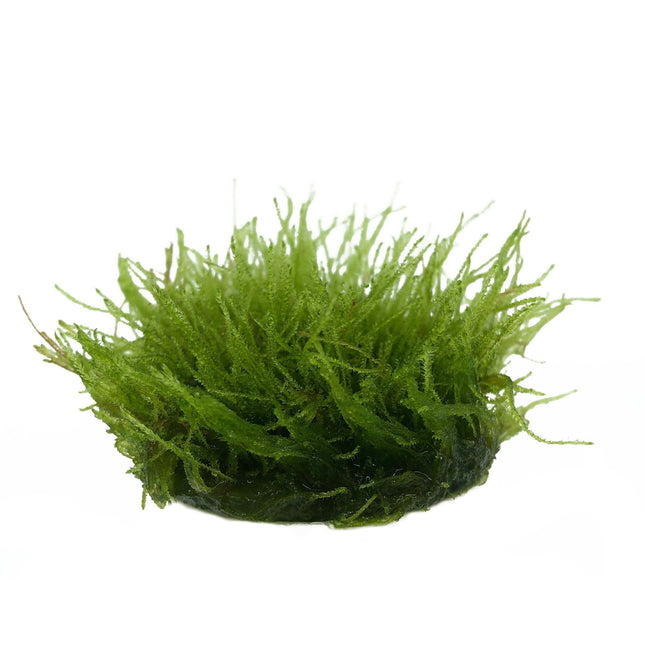 AnimalstoreXL Taxiphyllum sp. Giant in vitro bakje