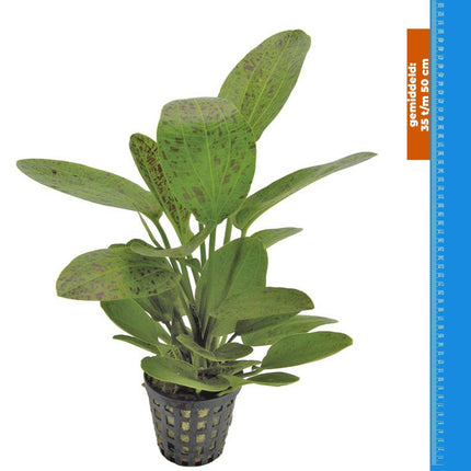 AnimalstoreXL Echinodorus Ozelot Groen - Extra Groot