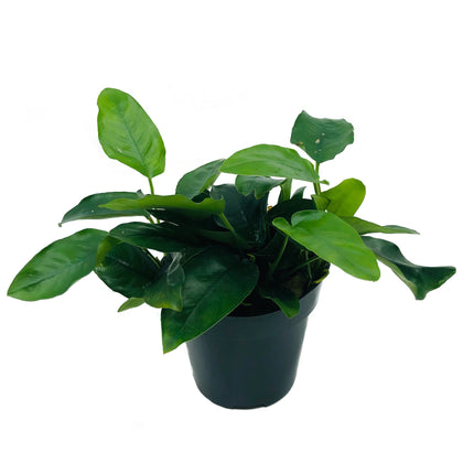 AnimalstoreXL Anubias Nana