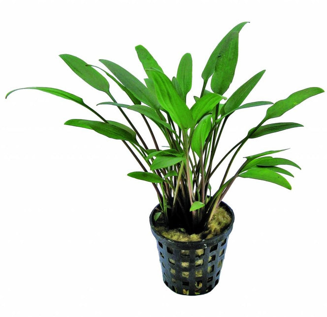 AnimalstoreXL Plantenpakket Easy Large