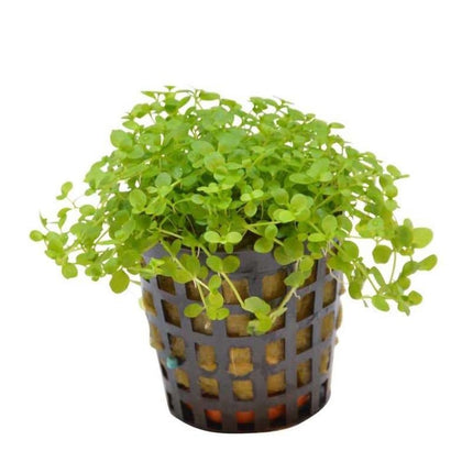 AnimalstoreXL Plantenpakket Populair