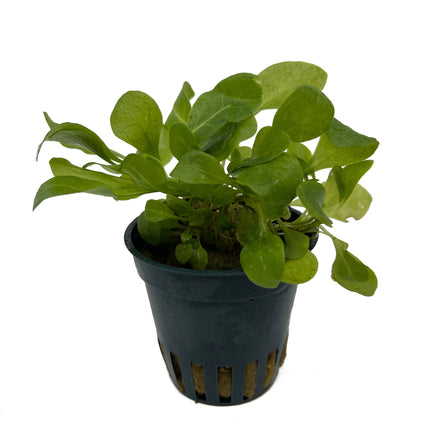 AnimalstoreXL Energie besparen plantenpakket aquarium