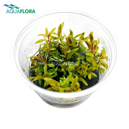 AnimalstoreXL Nesaea Pedicellata "GOLDEN SPECIAL" in bakje