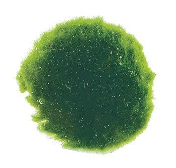 AnimalstoreXL Mosbol Chladoflora XXL 7-9cm 5x