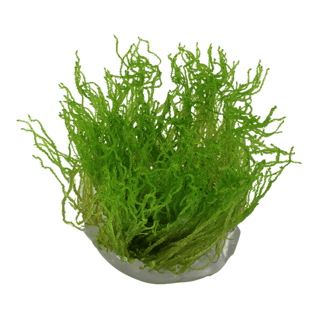 AnimalstoreXL Waterplant Taxiphyllum sp. Flame Moss