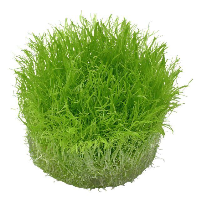 AnimalstoreXL Utricularia Graminifolia