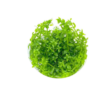 AnimalstoreXL Waterplant Gratiola Viscidula in-vitro