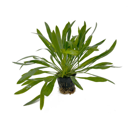 AnimalstoreXL Echinodorus Uruguayensis - Extra Groot
